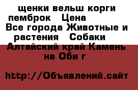 щенки вельш корги пемброк › Цена ­ 50 000 - Все города Животные и растения » Собаки   . Алтайский край,Камень-на-Оби г.